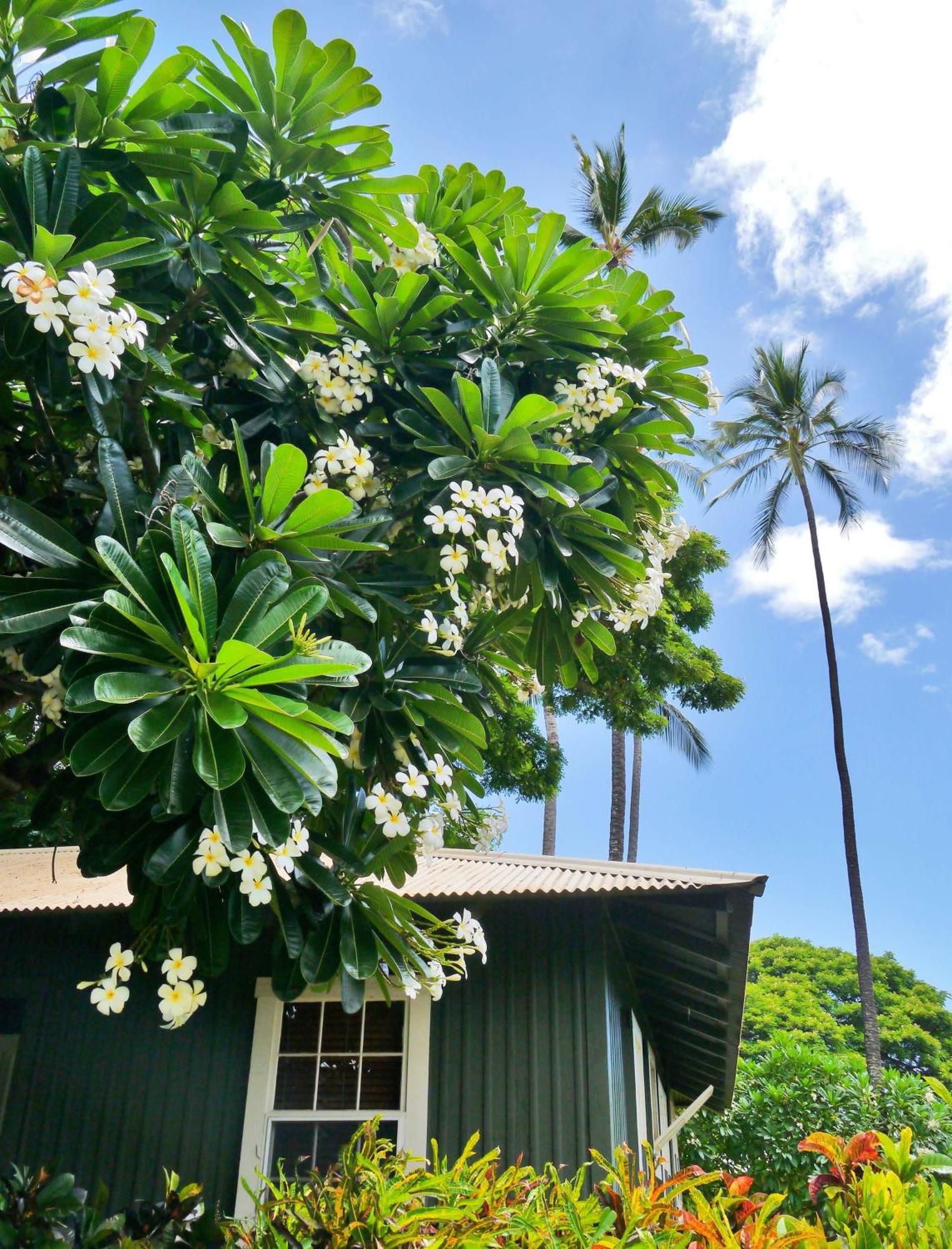 Waimea Plantation Cottages, A Coast Resort Buitenkant foto